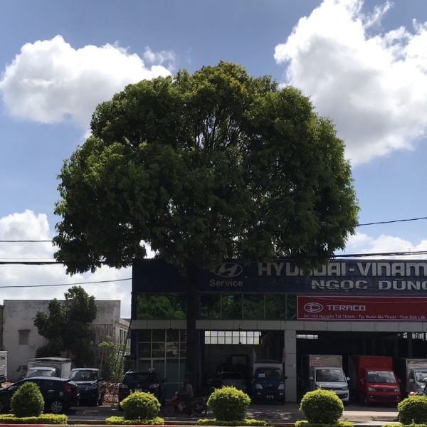 oto_daklak_104_nguyen_tat_thanh